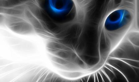 Meowwww. jpg - blueeyes, cat, kitty, fractal