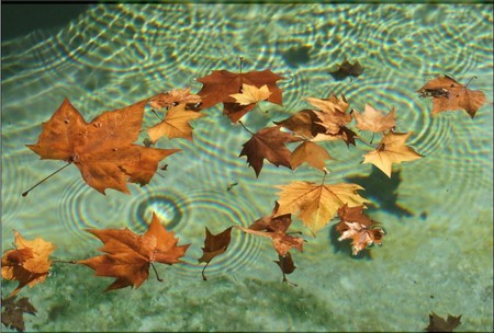 leaves on water - autumn, calming, rain, water, leaves