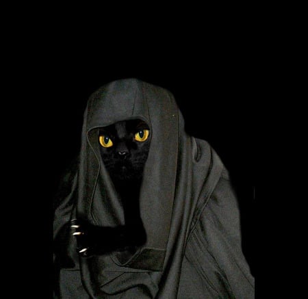 Witch Death Cat - hot, cat, animals, eyes, witches, cute, black