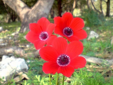 Red Flowers - picture, red flowers, beautiful