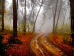 MISTY FOREST PATH