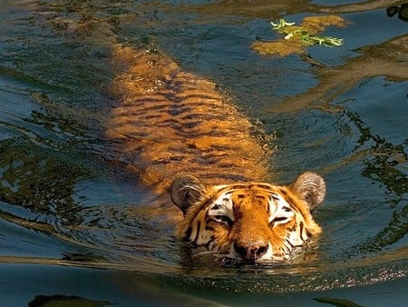 Swimming Tiger - picture, swimming tiger, cool