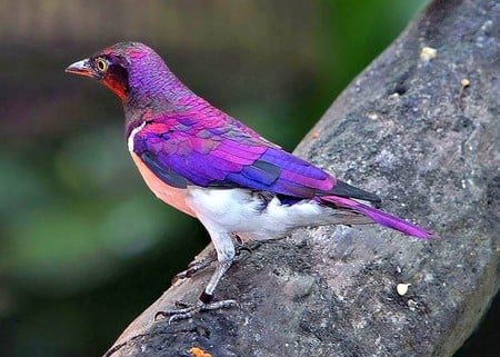 Amazing Colors - bird, amazing colors, picture, beautiful