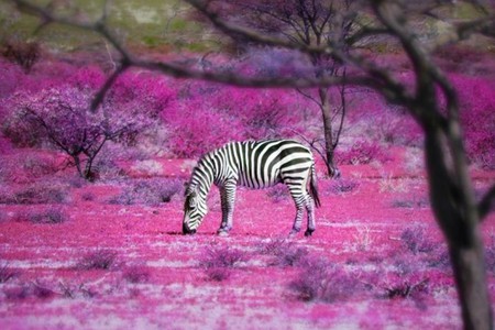 Zebra - zebra, picture, beautiful