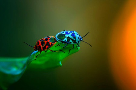 Amazing Colors - bugs, amazing, colors, picture