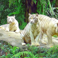 White Tigers