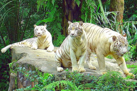 White Tigers - white, picture, tigers, beautiful