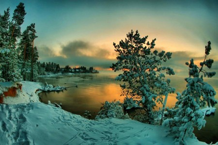 Winter Trees - cool, winter trees, picture