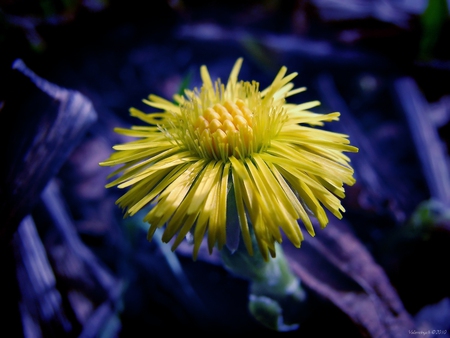 flower - flower, yellow