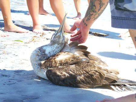 ~An Injured Bird Stranded on Honeymoon Island~Tarpon Springs, Florida~