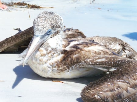 ~An Injured Bird Stranded on Honeymoon Island~Tarpon Springs, Florida~