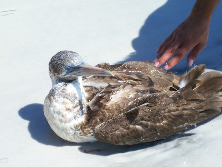 ~An Injured Bird Stranded on Honeymoon Island~Tarpon Springs, Florida~ - nature, wildlife, neat, beach, sad, photograph, bird