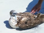 ~An Injured Bird Stranded on Honeymoon Island~Tarpon Springs, Florida~