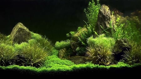 beautiful aquarium - plants, aquarium, water, beautiful