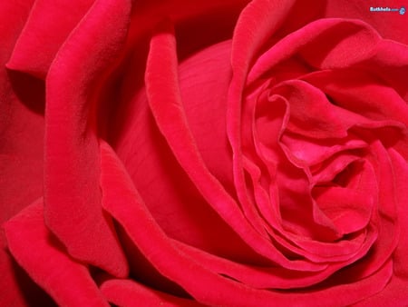 I LOVE ALL COLOR OF ROSES - gorgeous, lovely, rose, beautiful