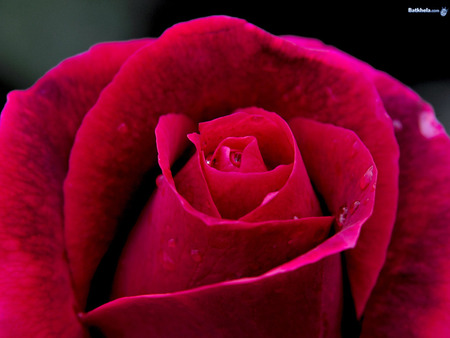  A VIEW OF A CLOSE-UP OF A RED ROSE - gorgeous, a, red, beautiful, rose