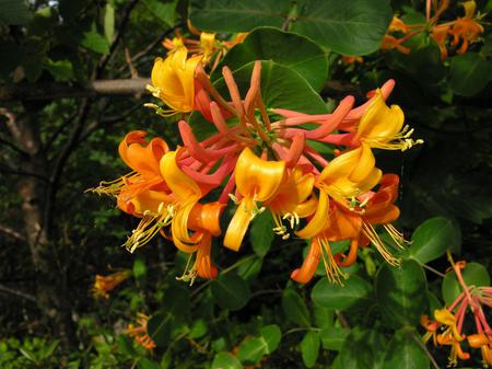 Honey - beautiful, plant, leaves, greenery, honeysuckle, flowers