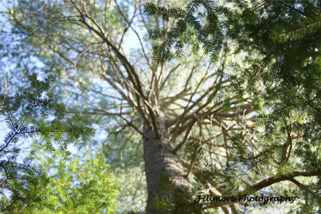 Infinite Possibilities - nature, forest, walk, photography, leaves, green, tree, path