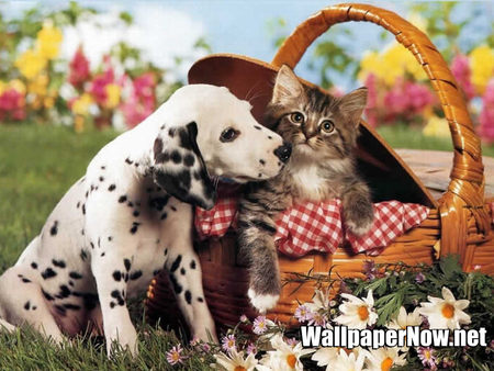 Dalmatian and Kitty - basket, dogs, tabby cats, cats, animals, dalmatians