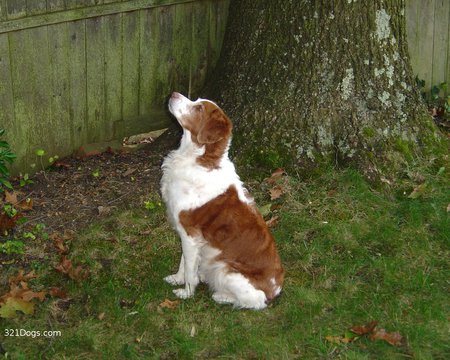 Brittany Dog - brown-and-white, animals, dogs, tree, brittany, sit