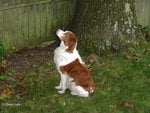 Brittany Dog