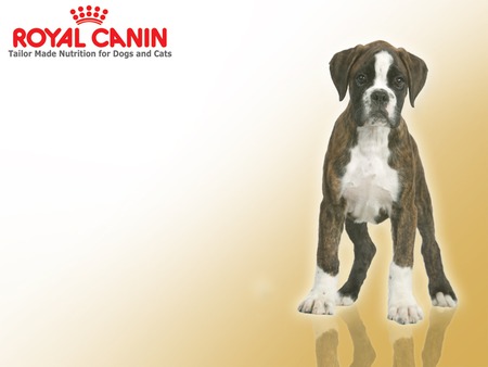 Royal Canin Boxer - dogs, royal canin, animals, boxer