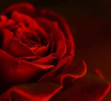 Red Rose - red, flower, rose