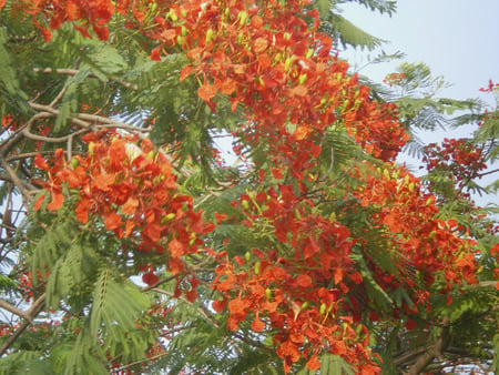 flowering tree - nature, flowers