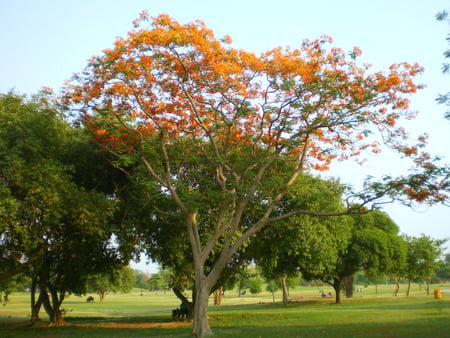 Flowering tree - nature, flowers