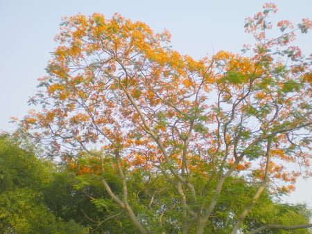 Flowering tree - nature, flowers