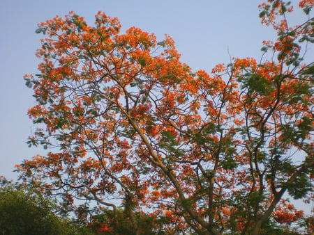 Flowering tree - flowers, nature