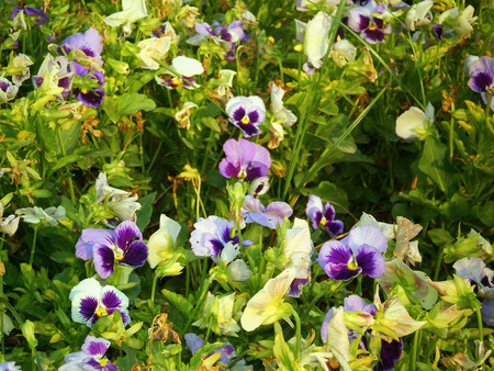 Flowers - nature, flowers