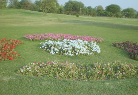 Flowers - flowers, nature