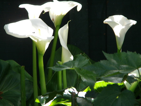 white lily flowers - white, flower, lily