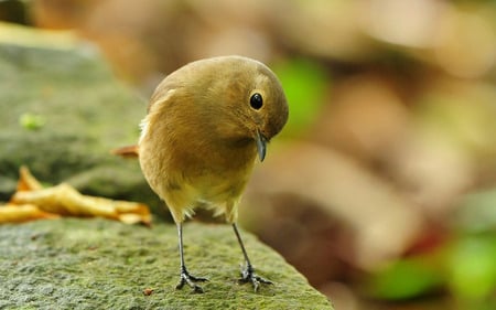 bird - bird, yellow, curiosity, look