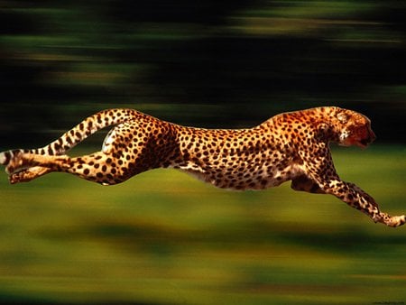 ON THE RUN - speedy, gorgeous, beautiful, majestic