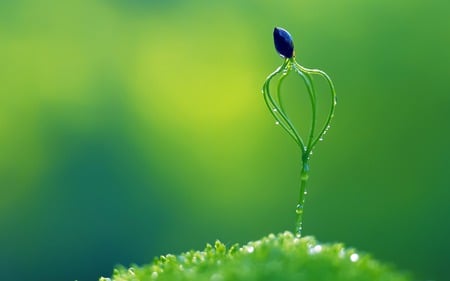 Flowers - nature, flowers