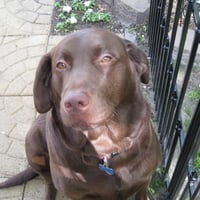 CHOCOLATE LAB