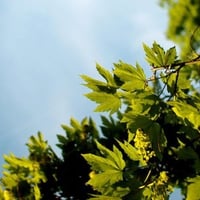 green leaves