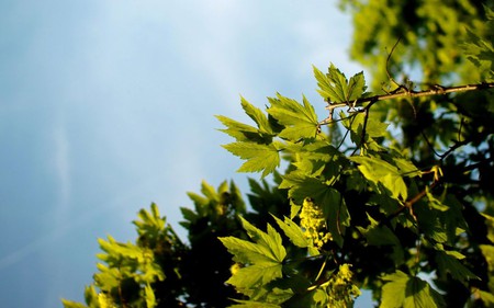 green leaves - sky, leaves, green, tree, summer