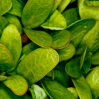 green leaves