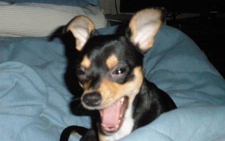 Yaaawn - pets, blue, dogs, chihuahua