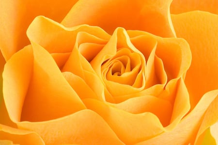 A BEAUTIUL YELLOWISH ROSE