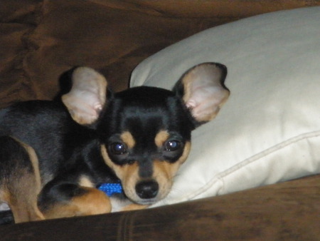 Chihuahua relaxing - dogs, chihuahua, pets, puppy