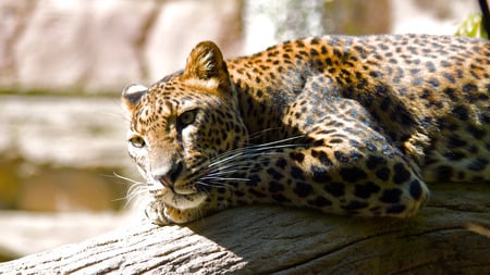 Lazy Leopard - feline, leopard, big cats