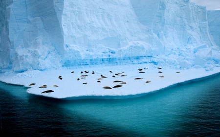 at rest  - ice, artic, ocean, animals