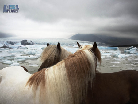 Huddling Horses - horses, ice, huddling, animal planet, spotted