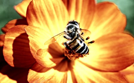 amazing macrolife - animals, bees