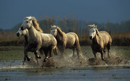 Horses - cavalos, animal, horses