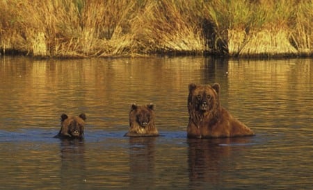 Bears - ursos, animal, bears